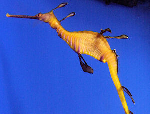 Tampa - The Florida Aquarium